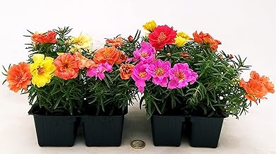 POWERS TO FLOWERS - PORTULACA RIFIORENTE, VASCHETTA, 8 PIANTE, piante vere