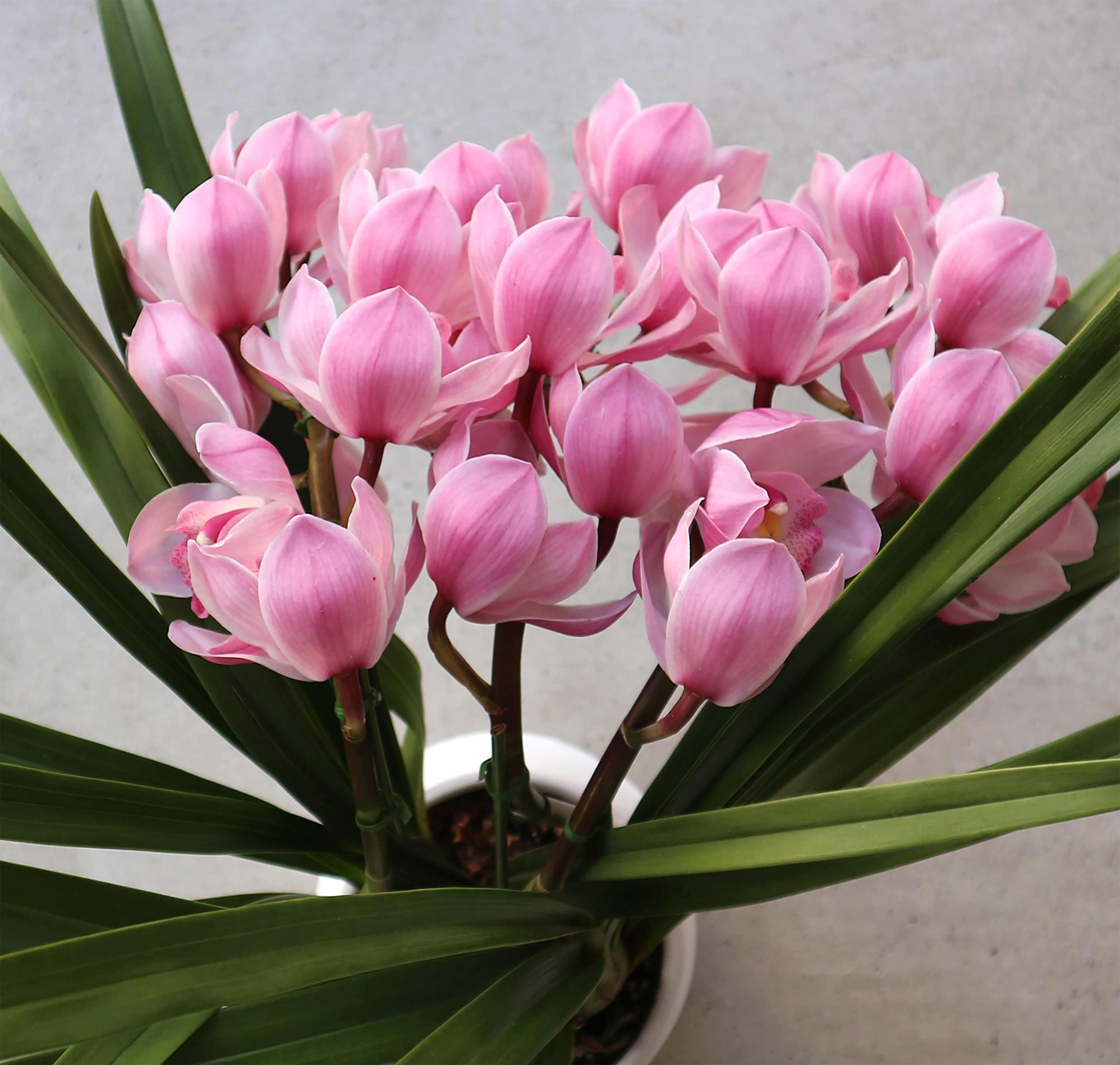 Amazon.co.jp: テーブルシンビジウム ” エンザンスプリング