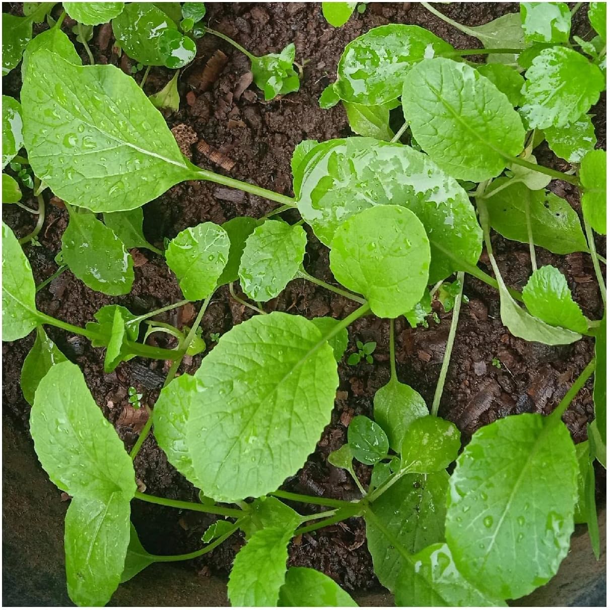 Everwilde Farms - 1 Lb Organic Tendergreen Mustard Seeds - Gold Vault Packet