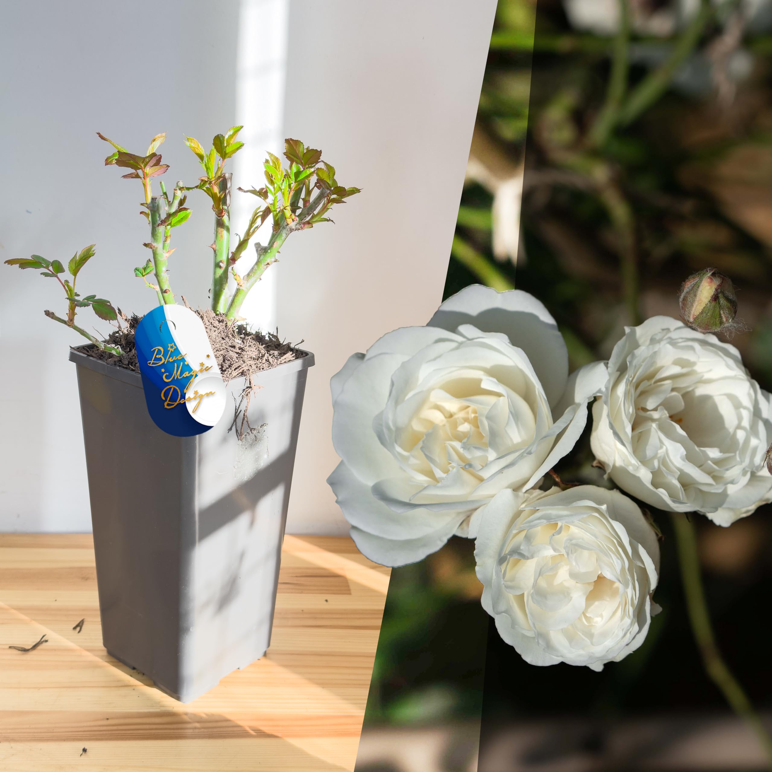 Mature Plant Snow Princess White Shrub Rose in 2L Pot: Well-Developed Roots, Ideal for Outdoor Hedging, Walkways, and Trellises