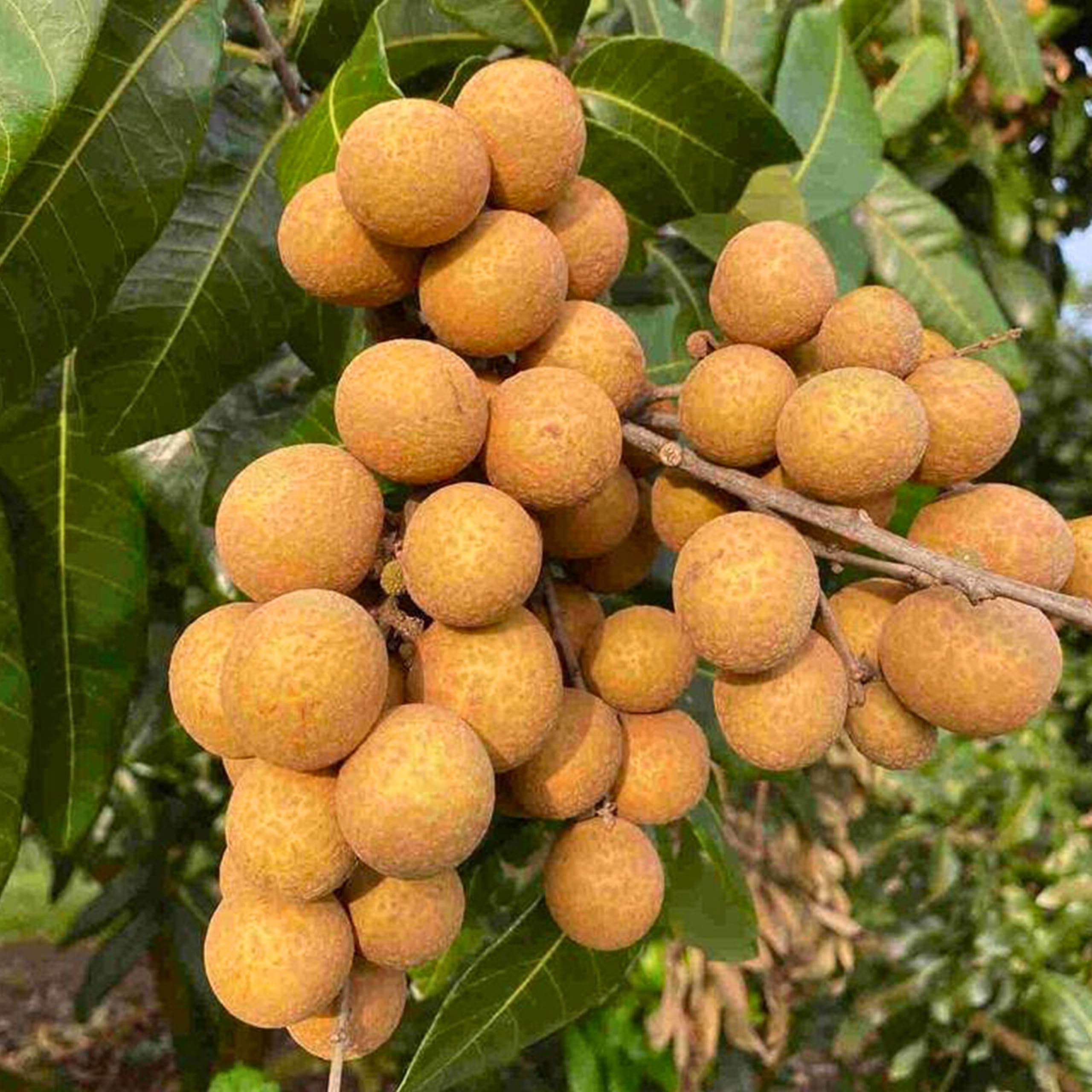 BLOOMING PLANT Live Longan Fruit Plant | Dragon Eye Tree (Dimocarpus longan) | Grafted - Hybrid - Tropical Sweet & Juicy Fruiting Plants for Home Gardens (1-2 Feet Height 1 Live Plant in Poly Bag)-image-17