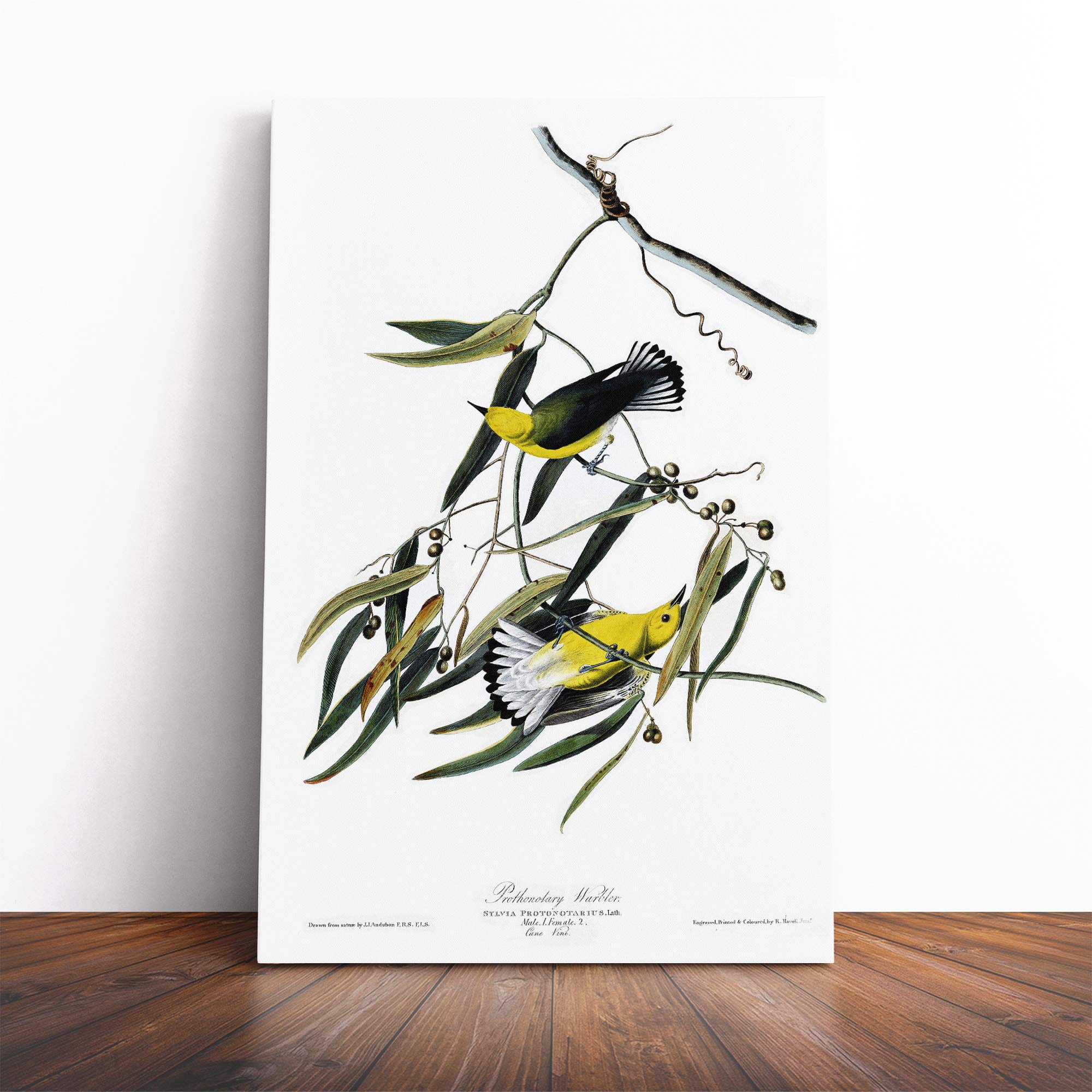 John James Audubon Prothonotary Warbler Canvas Print | Gallery Wrapped 30mm Frame Wall Art | 24x16 inches | Ready to Hang | Modern Picture | Living Room Bedroom Lounge Office