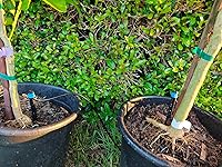 Review Image by Joe L. Ho Joe L. Ho