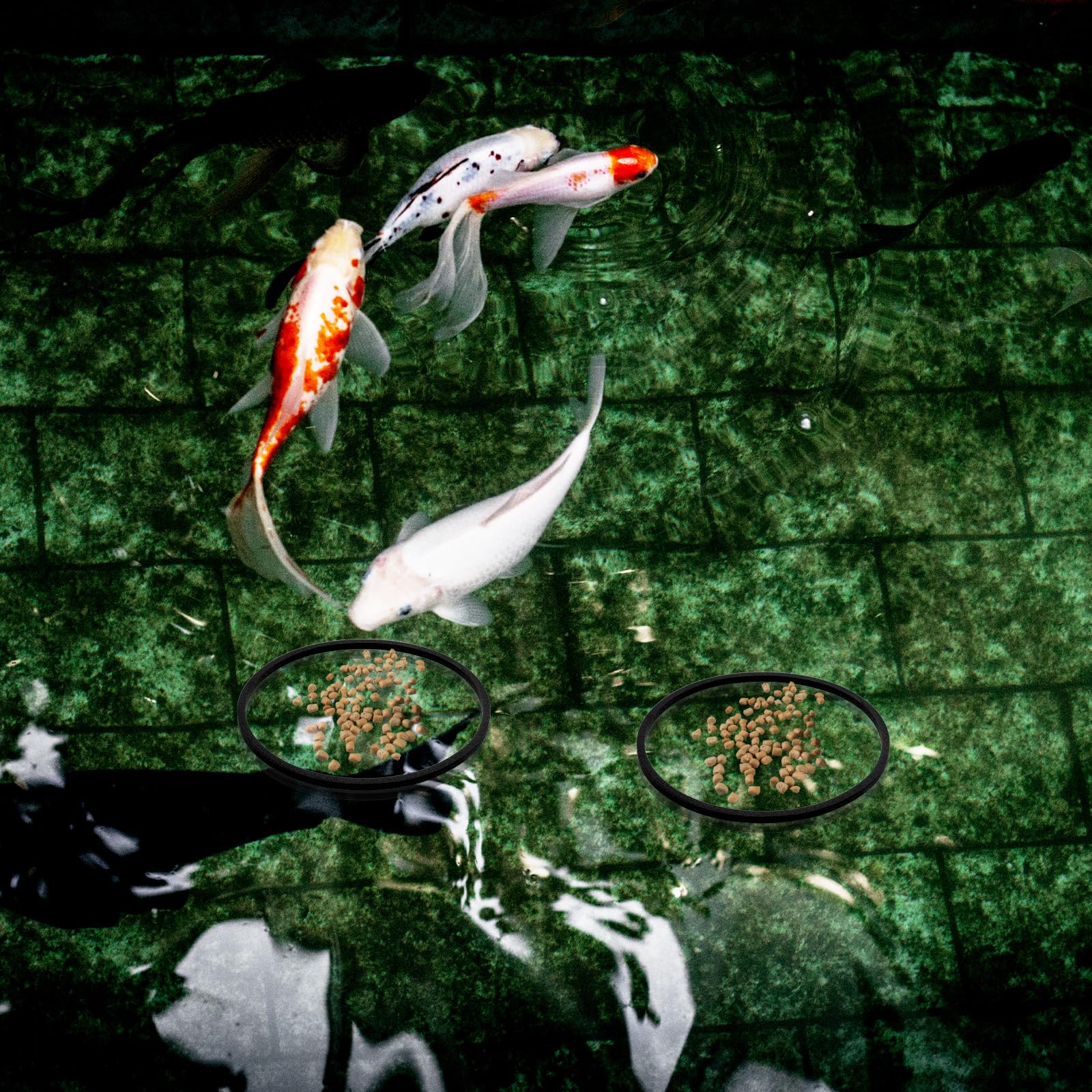 10 Anelli Galleggianti Per Piante Acquario - Rotondi E Quadrati, Schiuma EVA, Per Alimentazione Pesci - Foto 9