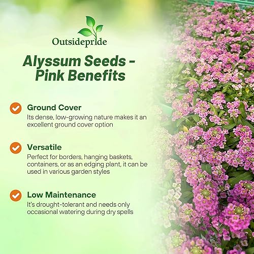 Miniatura 3 de Outsidepride 2000 Seeds Anual Alyssum Deep Pink Cubierta de suelo y semillas de flores