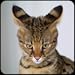 Name That Cat Breed