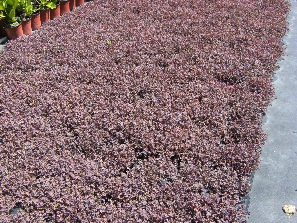 Stauden Gänge 10 x Acaena inermis 'Purpurea' Purpur Stachelnüsschen | Purpurner Bodendecker für Sonne bis Halbschatten, Blüte Juni bis August, mehrjährig, 9x9 cm Topf