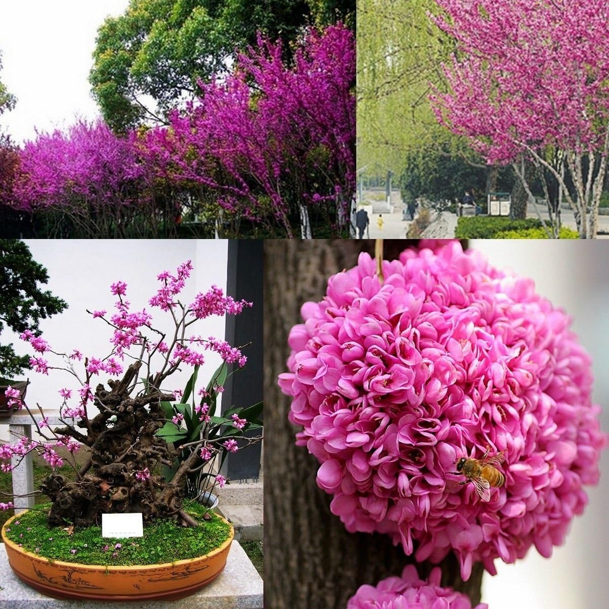 30 Seeds Judas Tree Bonsai Cercis Siliquastrum Flower