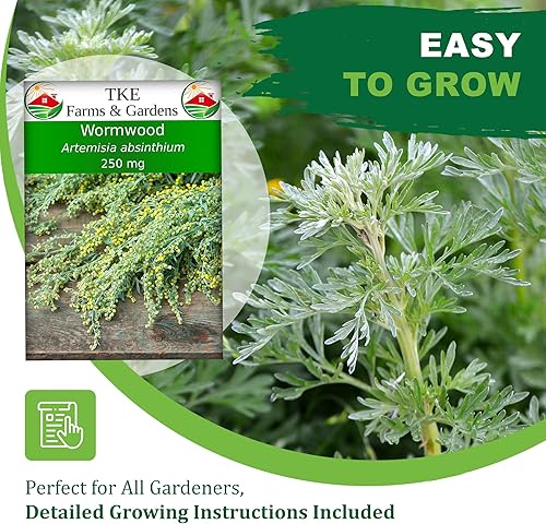 Miniatura 2 de TKE Farms & Gardens - Wormwood Seeds for Planting, 1000+ Heirloom Non-GMO Seeds, Aromatic Perennial Herb with Silvery Foliage, Hardy and