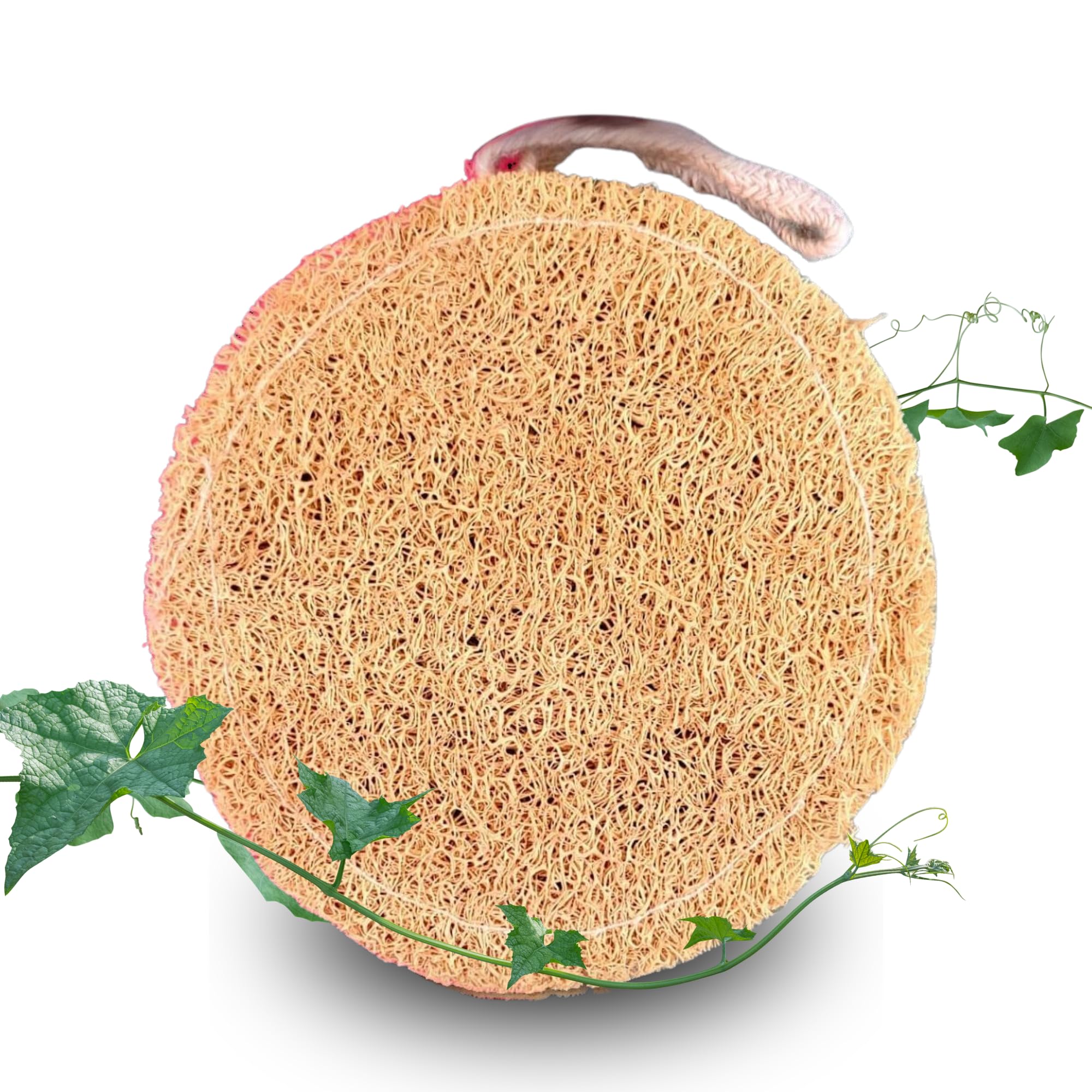 Natural Organic Sun Dried Bath Loofah | Body Sponge Scrubber for Bathing | Men & Women | Organic Luffa for Bath Shower Skin Exfoliation (Pack of 2)