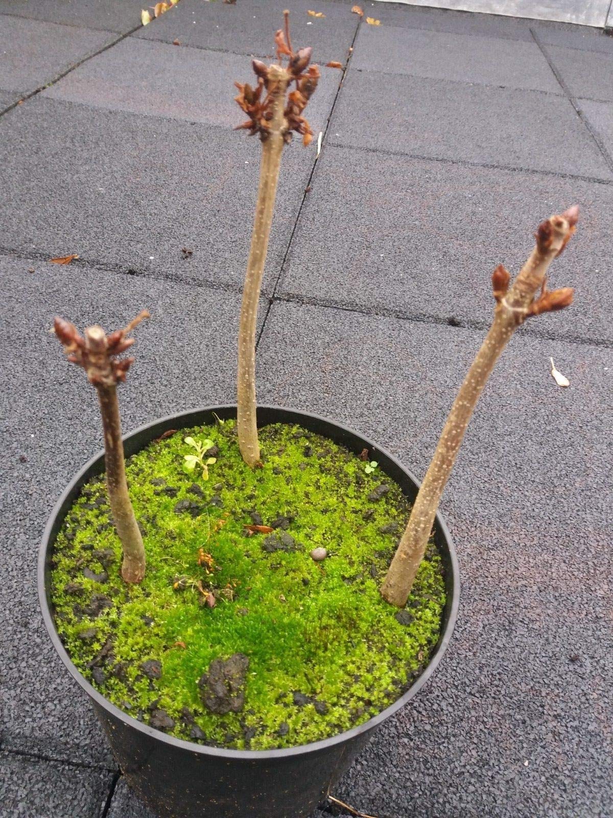 maple bonsai tree for sale 50 Year Old Rhode Island Red Japanese Maple Bonsai Tree