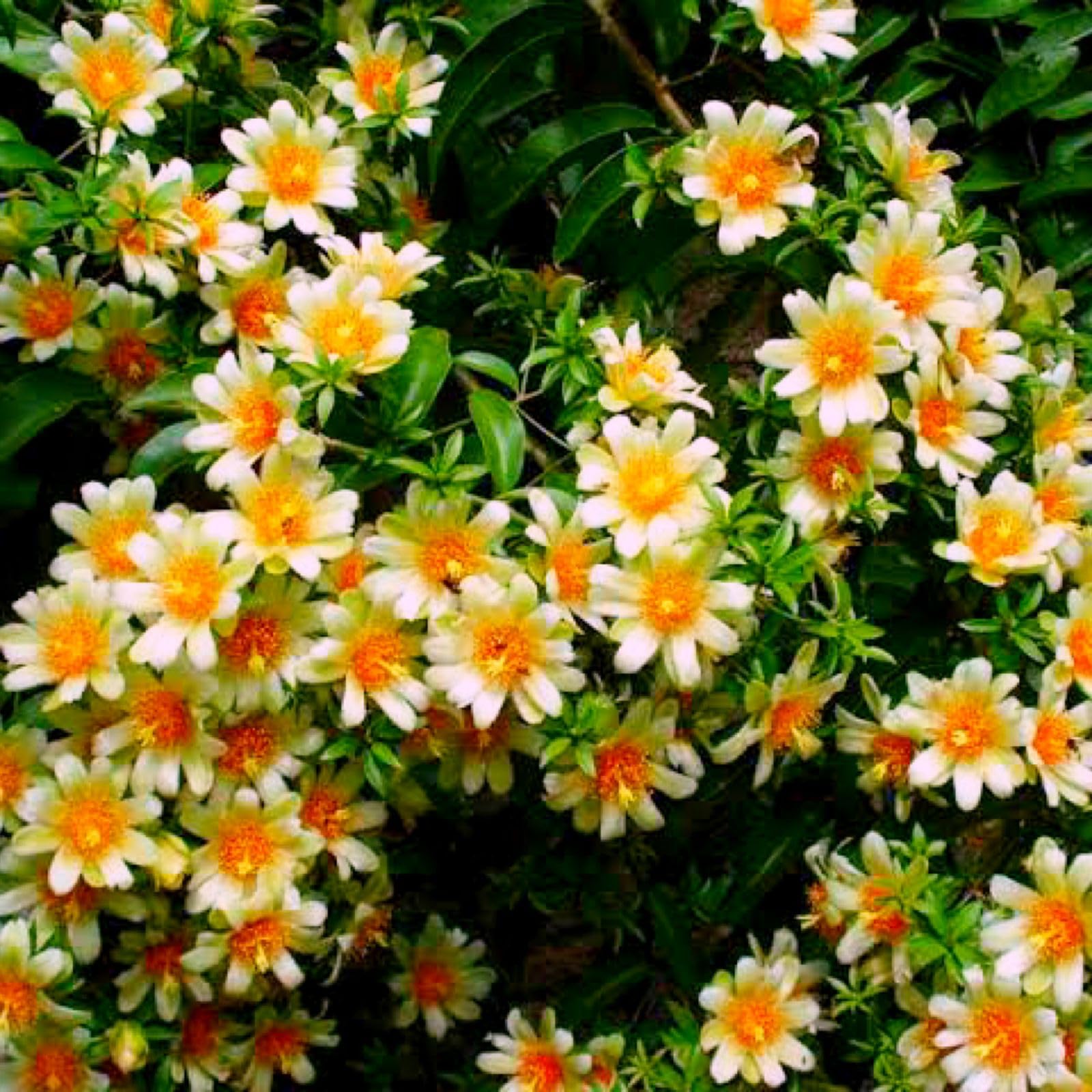 VENUS-ONLINE Lemon Vine Garden Healthy Plant. Beautiful flower plant for good garden. Suitable for Monsoon climate. (B0CFDR6NXW) Amazon Price History, Amazon Price Tracker