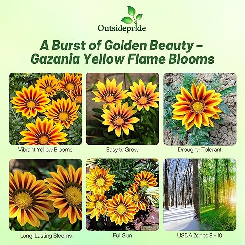 Miniatura 2 de Outsidepride Gazania Big Kiss - Plantas de jardín tolerantes al calor y a la sequía con llama amarilla y cobertura del suelo, 25 semillas