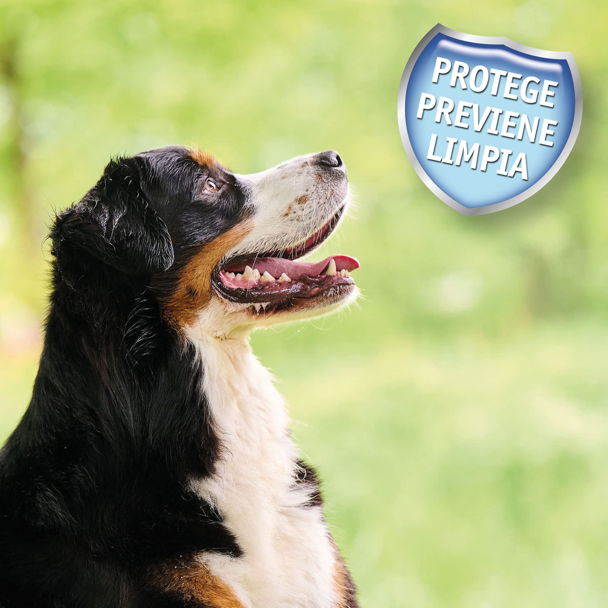 BEAPHAR UK Beaphar Dental bâtons pour les grands chiens med / pack LGE de 1