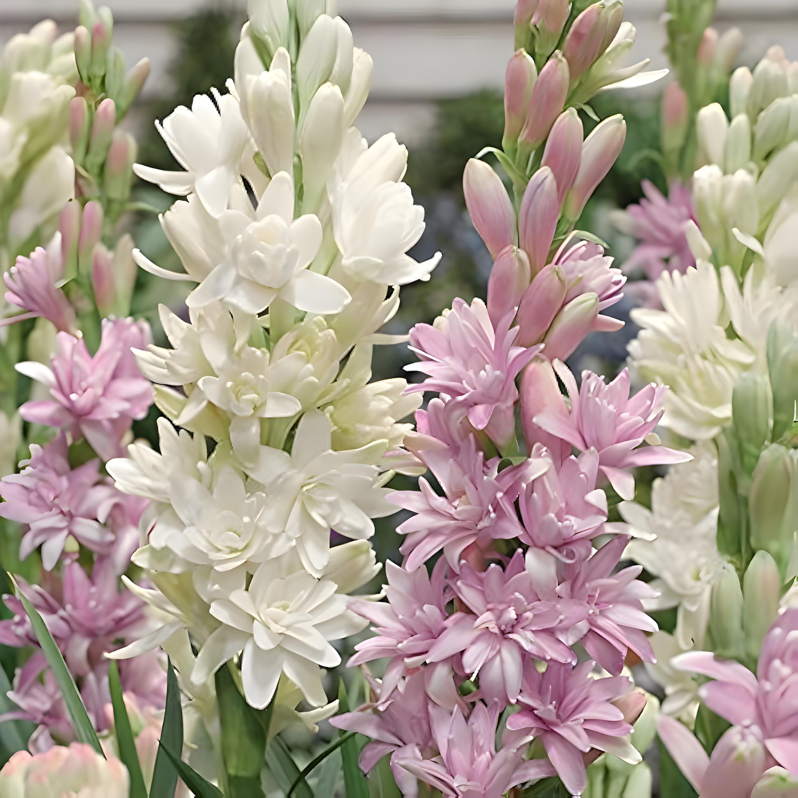 Tuberose/Rajnigandha/Nishigandha Flower Bulbs, Multi Colour, All-Season Blooming, 25 Pieces Bulbs-image-5
