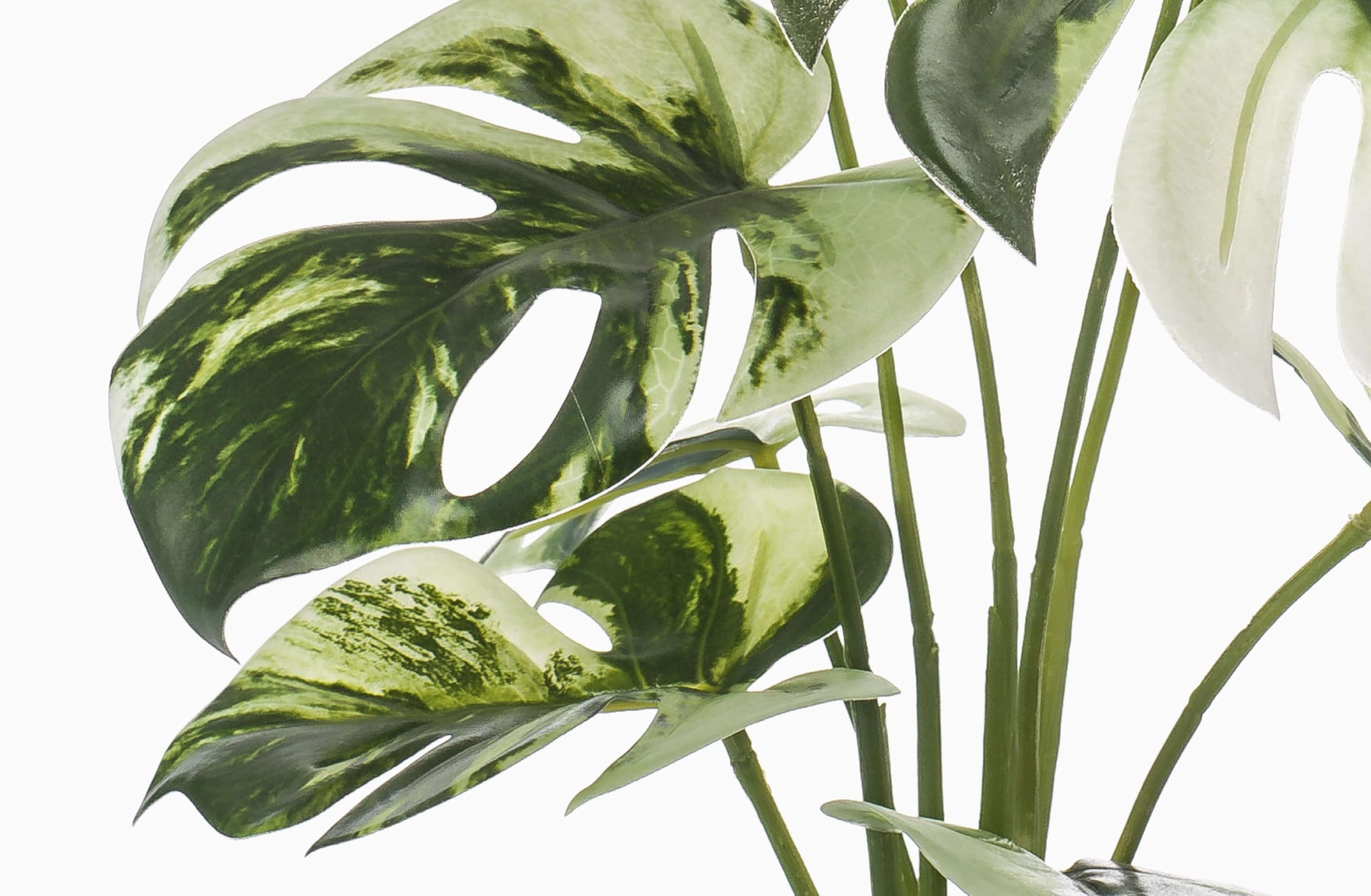 Amazon.de: artplants.de Knstlicher Philodendron Monstera Deliciosa  Variegata Zaine, grn-wei, 40cm - Kunst Philodendron