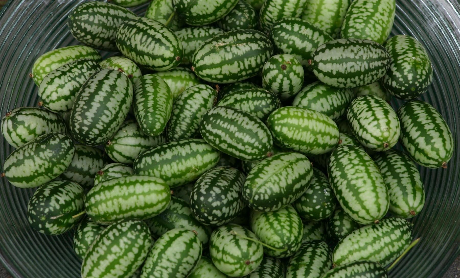 JustSeed - Vegetable - Cucamelon - 60 Seeds