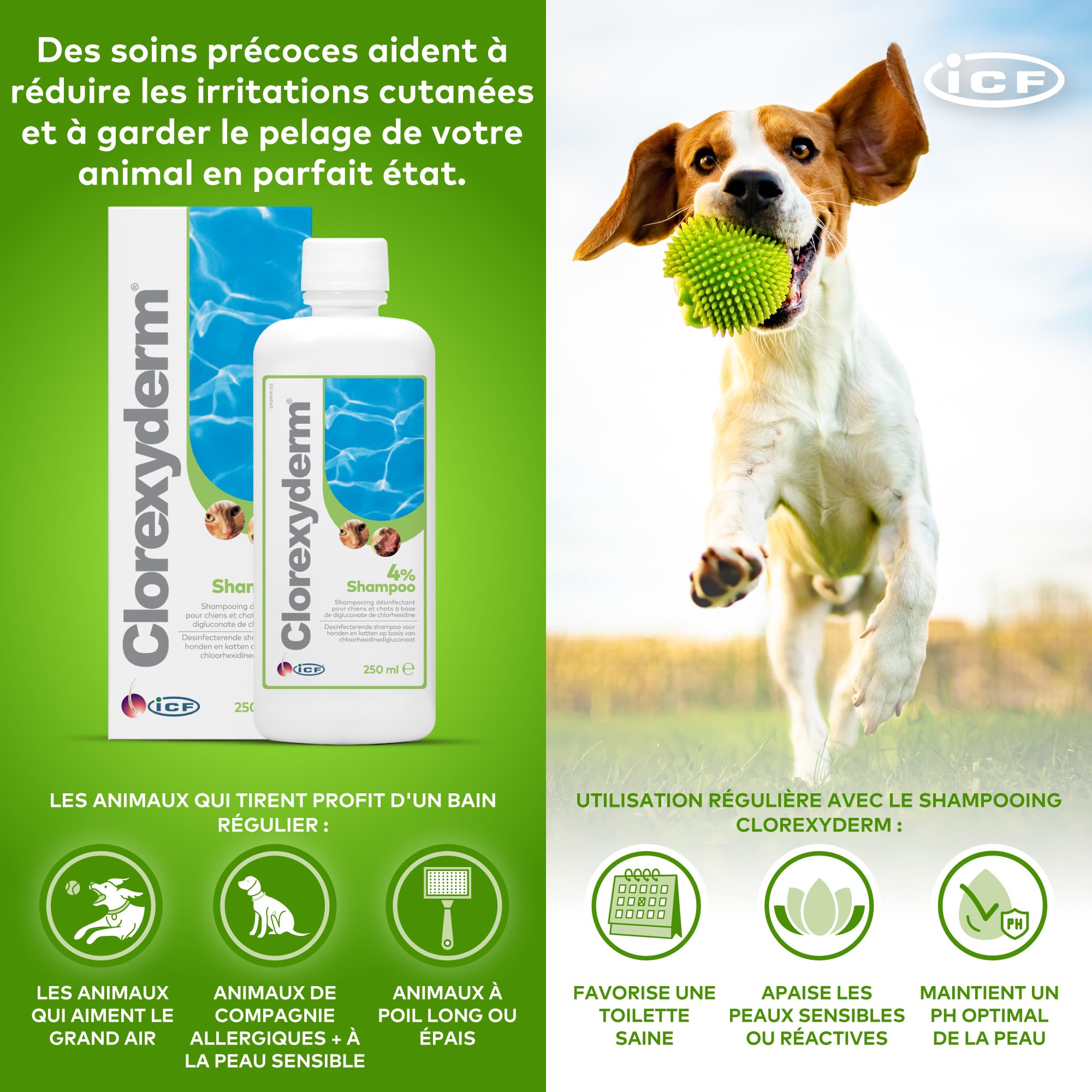ICF | Clorexyderm 4% Shampoing Chien | Shampooing Chien Antiseptique, Hydratant et Anti Odeur pour Chien et Chat | Assainit, Hydrate et Protège la Peau | 250ml