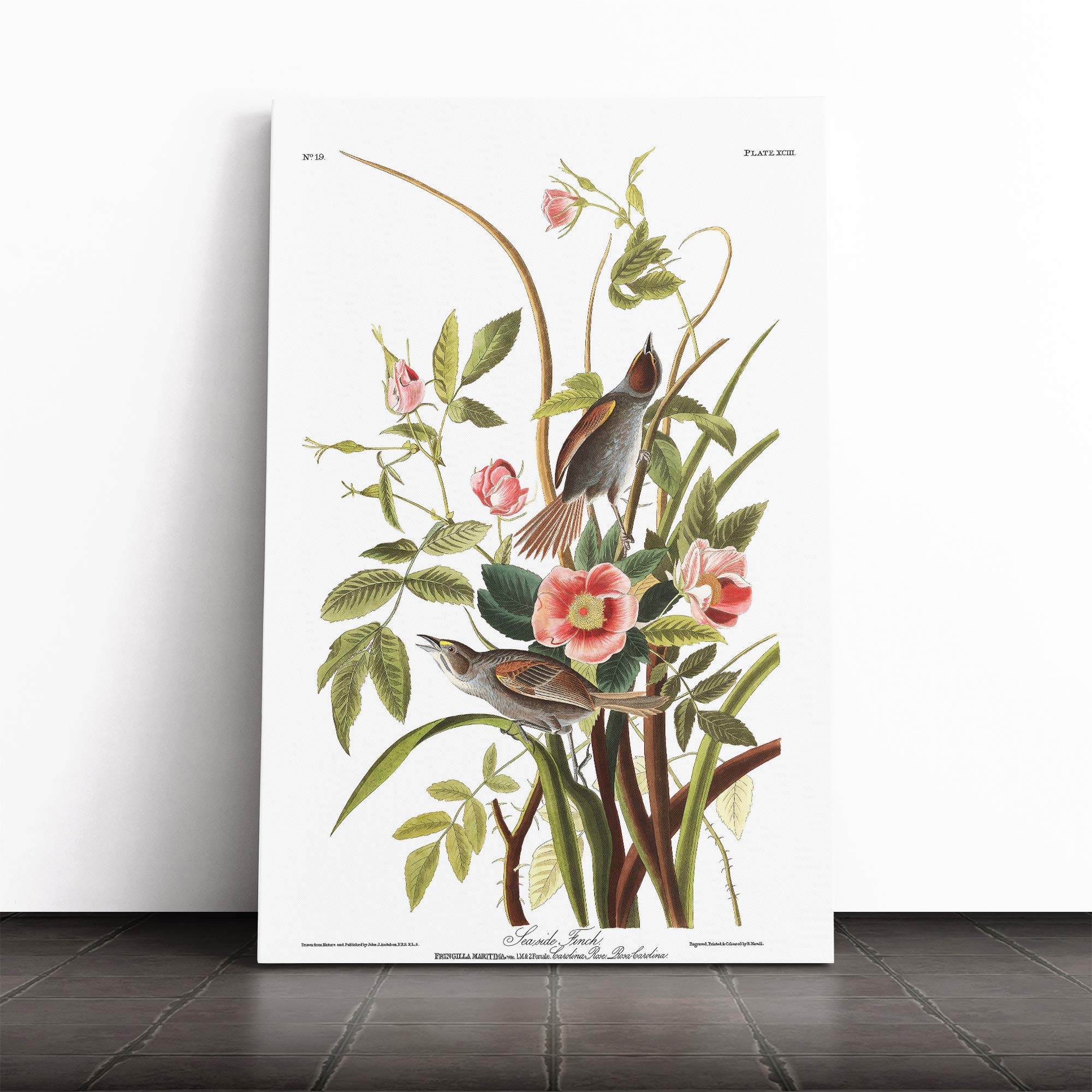 John James Audubon Sea Side Finch Canvas Print | Gallery Wrapped 30mm Frame Wall Art | 24x16 inches | Ready to Hang | Modern Seascape Picture | Living Room Bedroom Lounge Office