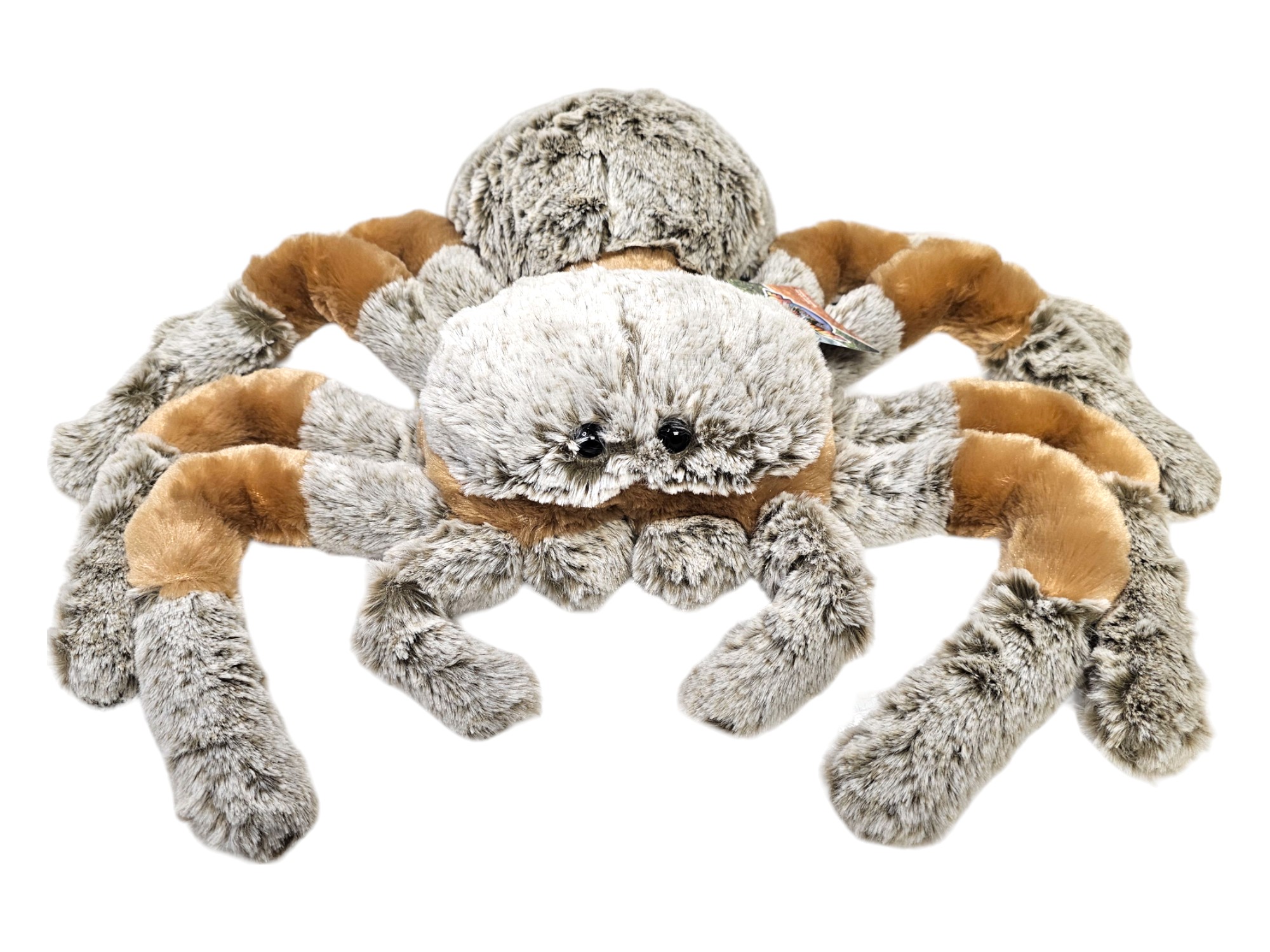 Amazon.com: Zugar Land 13