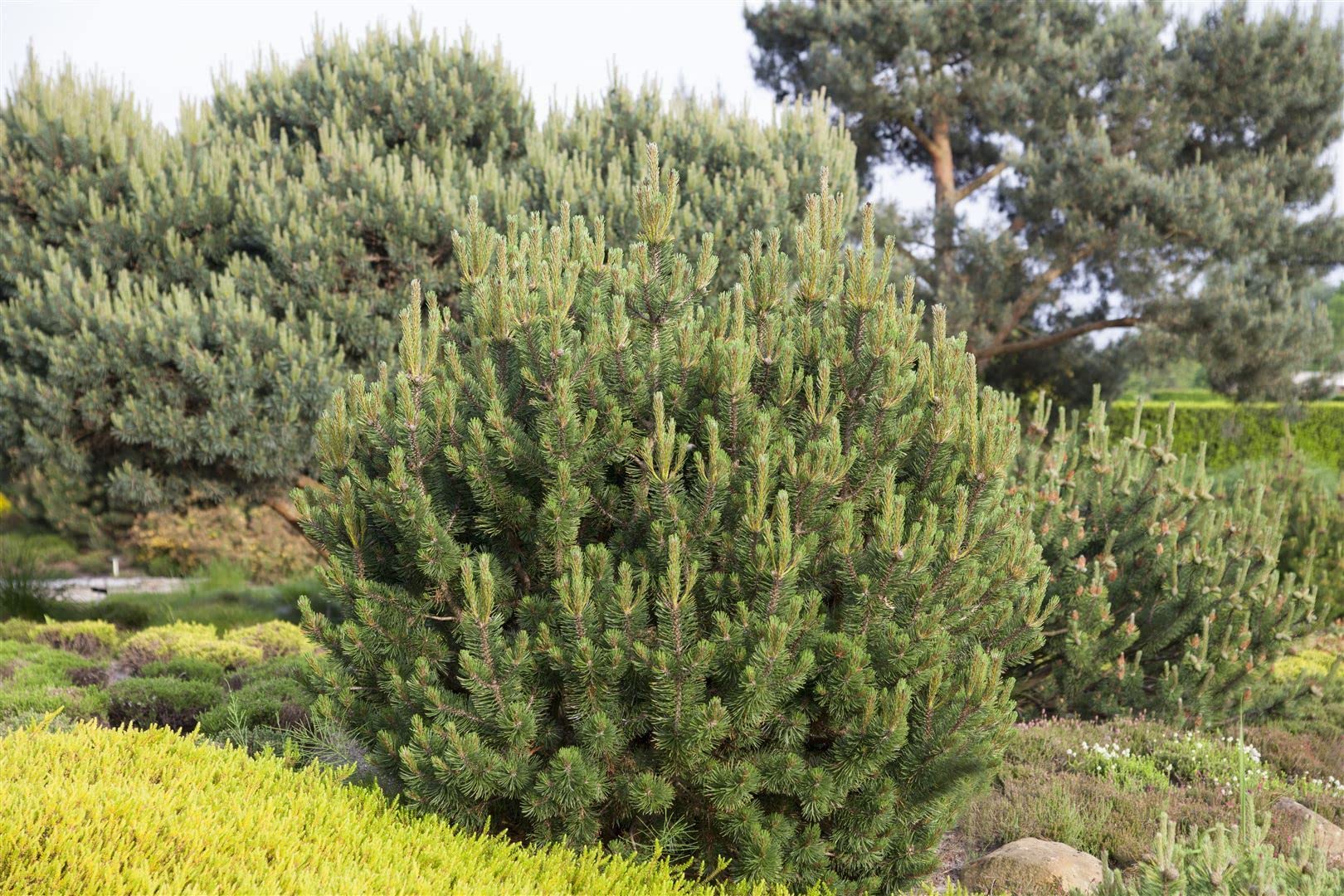 Pinus mugo 'Pumilio' 30–40 cm – Immergrün, Winterhart, Pflegeleicht – Zwerg-Kiefer – Nadelgehölz für Steingarten & Kübel