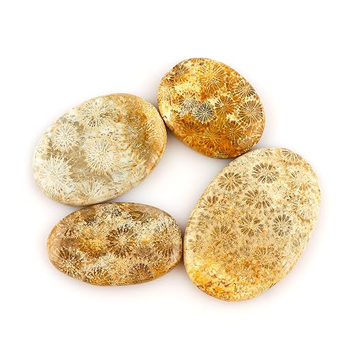 CRYSTALIS Wholesale 4pcs Natural Fossil-Coral Loose Gemstone Bulk Cabochons Jewelry Making Supply, Chakra Healing Polished Stones, Wire Wrapping, DIY, Gem Collection 25-40mm