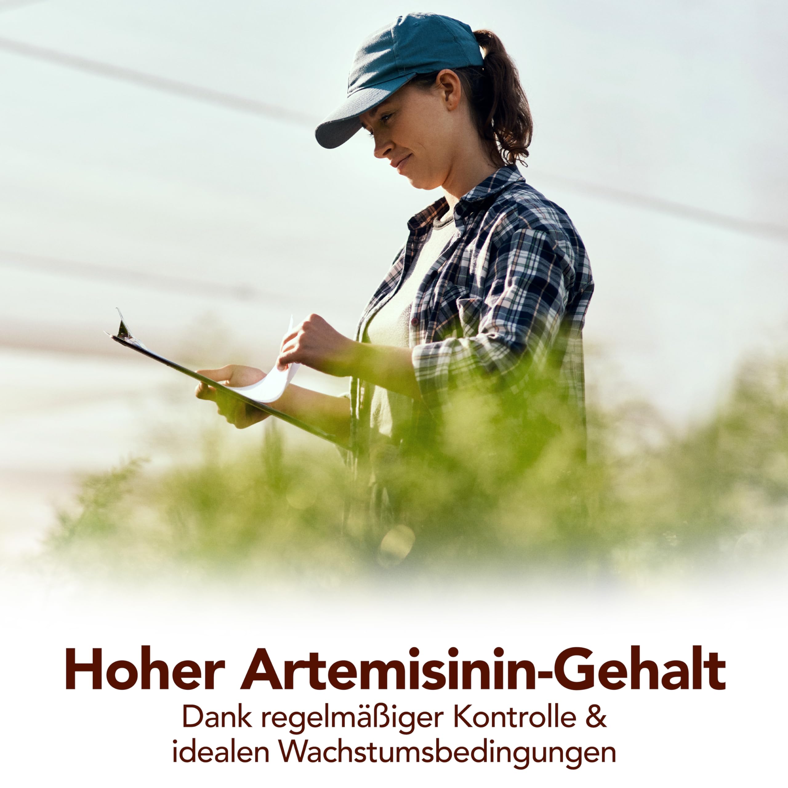 Premium Artemisia Annua 50ml • 100% reines Naturprodukt • Original Einjähriger Beifuß Auszug • alkoholfrei • Frische Ernte per Hand verarbeitet • von deutschem Familienbetrieb