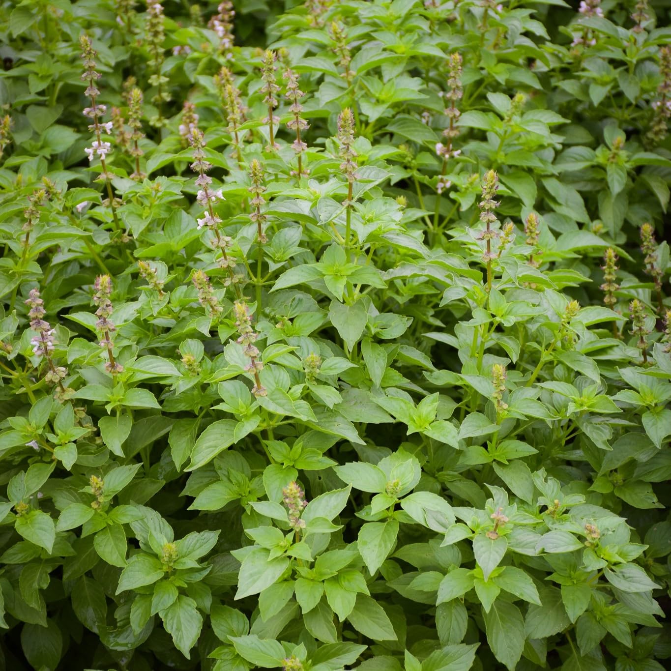 PREMIER SEEDS DIRECT - HERB - Basil Seeds - Lemon (17 Grams)