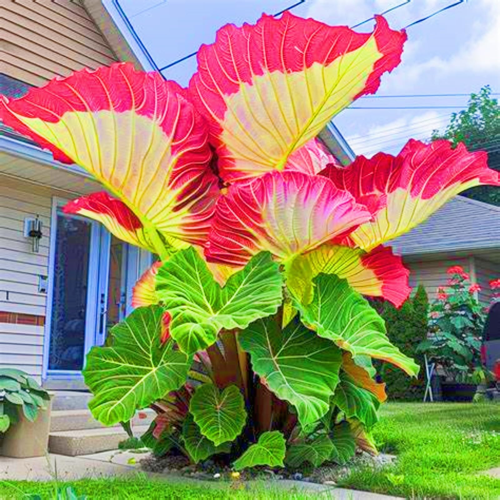 Rare Elephant Ears Elephant Ear Plant Elephant Ear Bulbs Ornamental Flowers/Plant Bulbs/Wedding Flowers-10bulbs-d — image 1