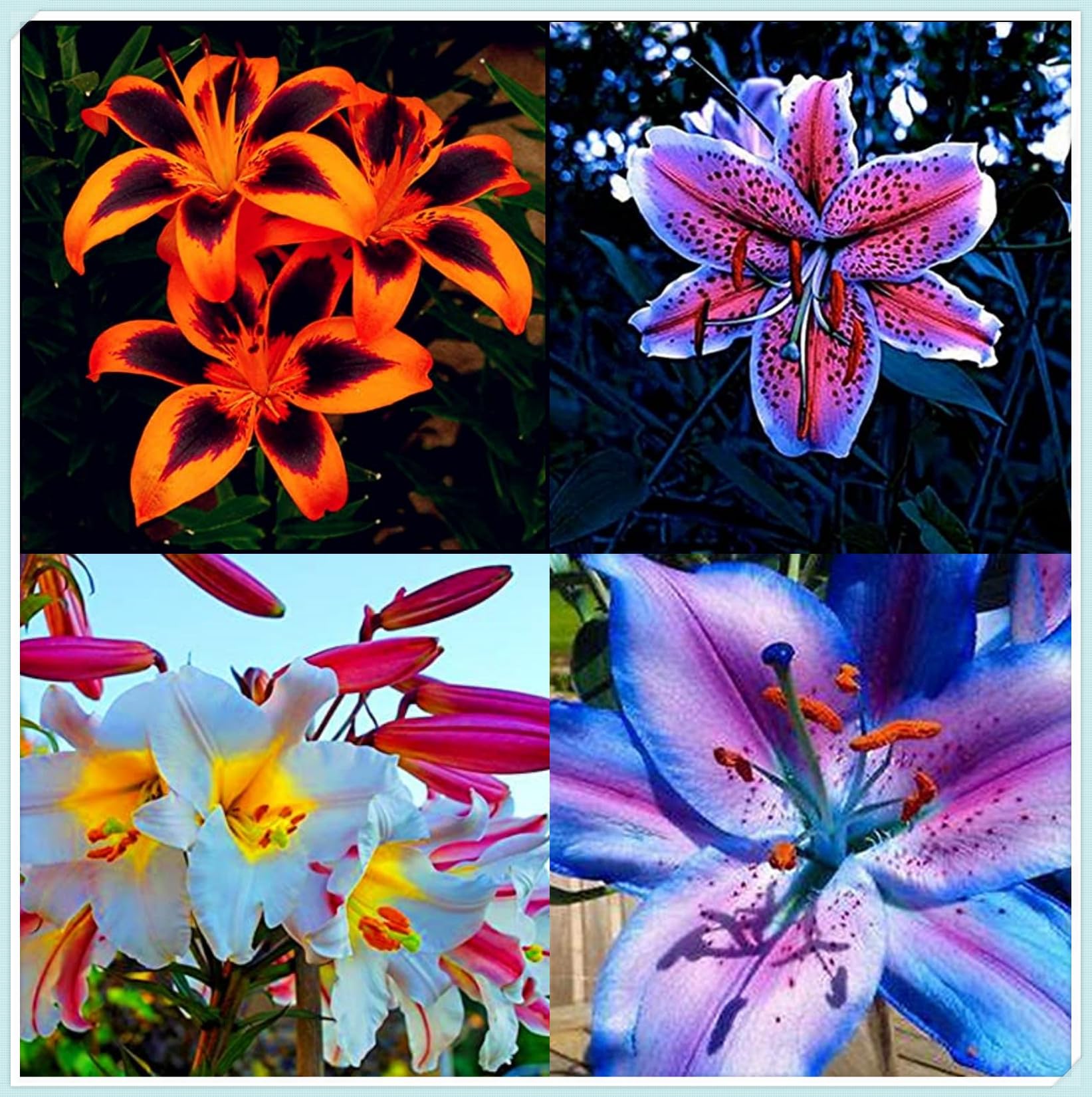Excellent Tiger Lily Bulbs for Planting Now UK Perennial Excellent Cold-Resistant Display Plant Bulbs Easy Plant Ornamental Greening Flower Good for Containers Natural Organic -8bulbs-H
