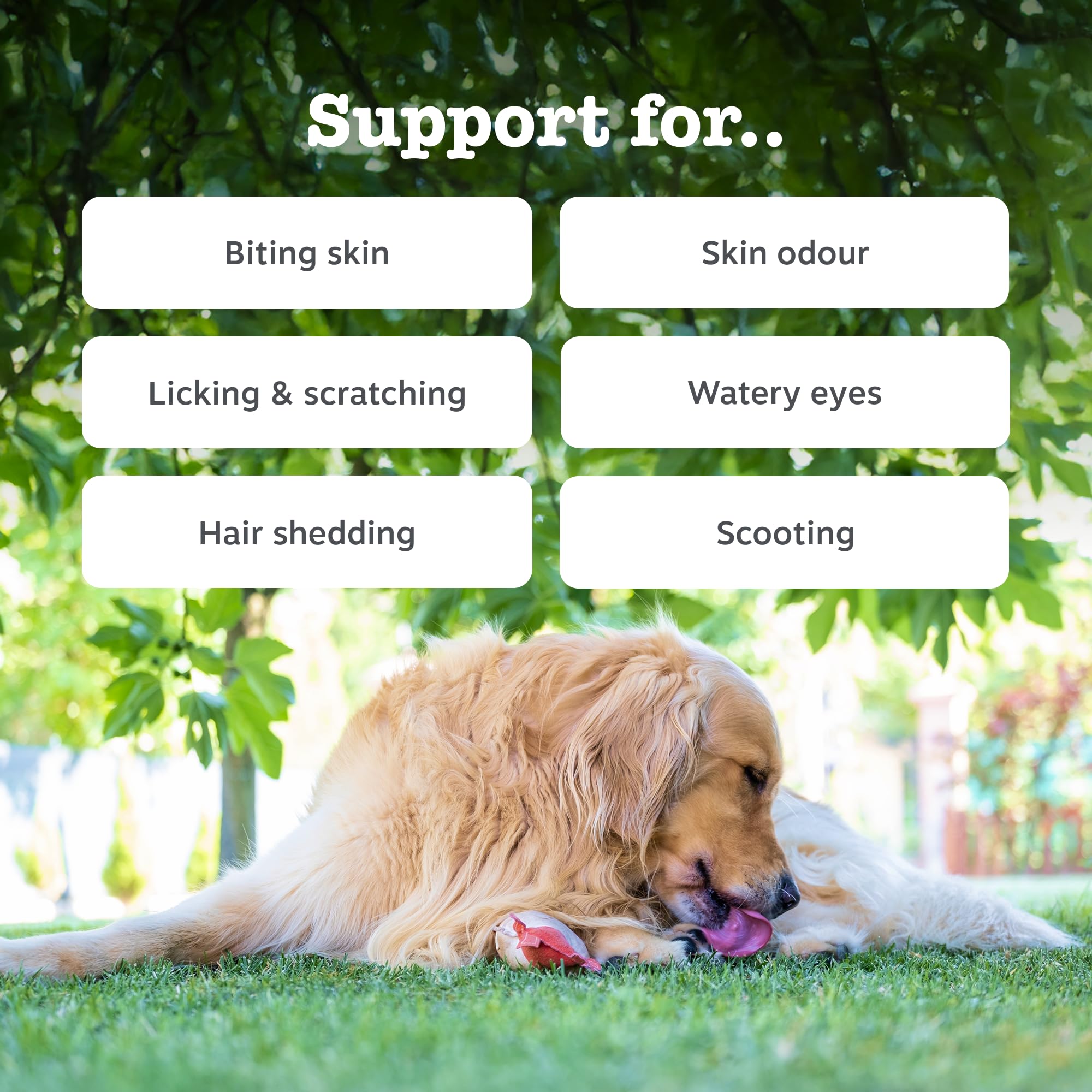 Zesty Paws Omega Skin & Coat Chews for Dogs | Helps Skin, Joint & Heart Health, Healthy & Shiny Coat, Anti-Itch | With Salmon, Omega-3, Biotin, Vitamin C & E, Zinc, Algal Oil | Daily Use | 90 Chews