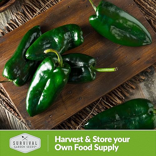 Miniatura 6 de Semilla de pimiento Poblano para plantar, 1 paquete con instrucciones para plantar y cultivar chiles anchos en tu huerto casero, variedad de