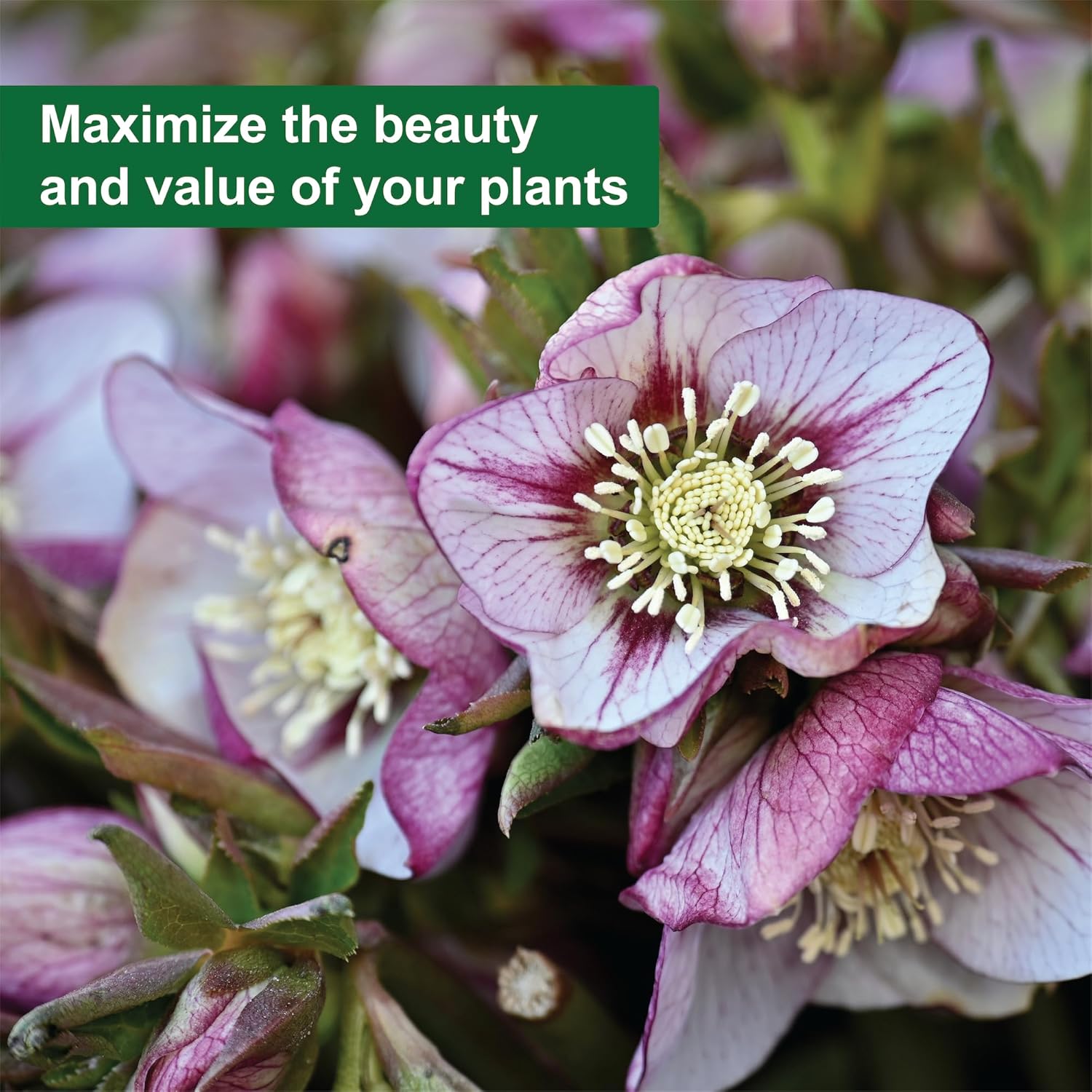 Dyna-GRO MAG-008 Fertilizer, 8 Ounce - Image 4