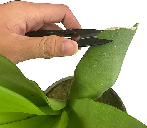 Miniatura 5 de HFS (R) Tijeras de podar bonsái para brotes y hojas recortadora para plantas, flores, 6 unidades