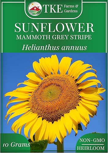 TKE Farms & Gardens - Semillas de girasol de mamut para plantar, más de 100 semillas de reliquia sin OMG, girasoles altísimos con flores amarillas