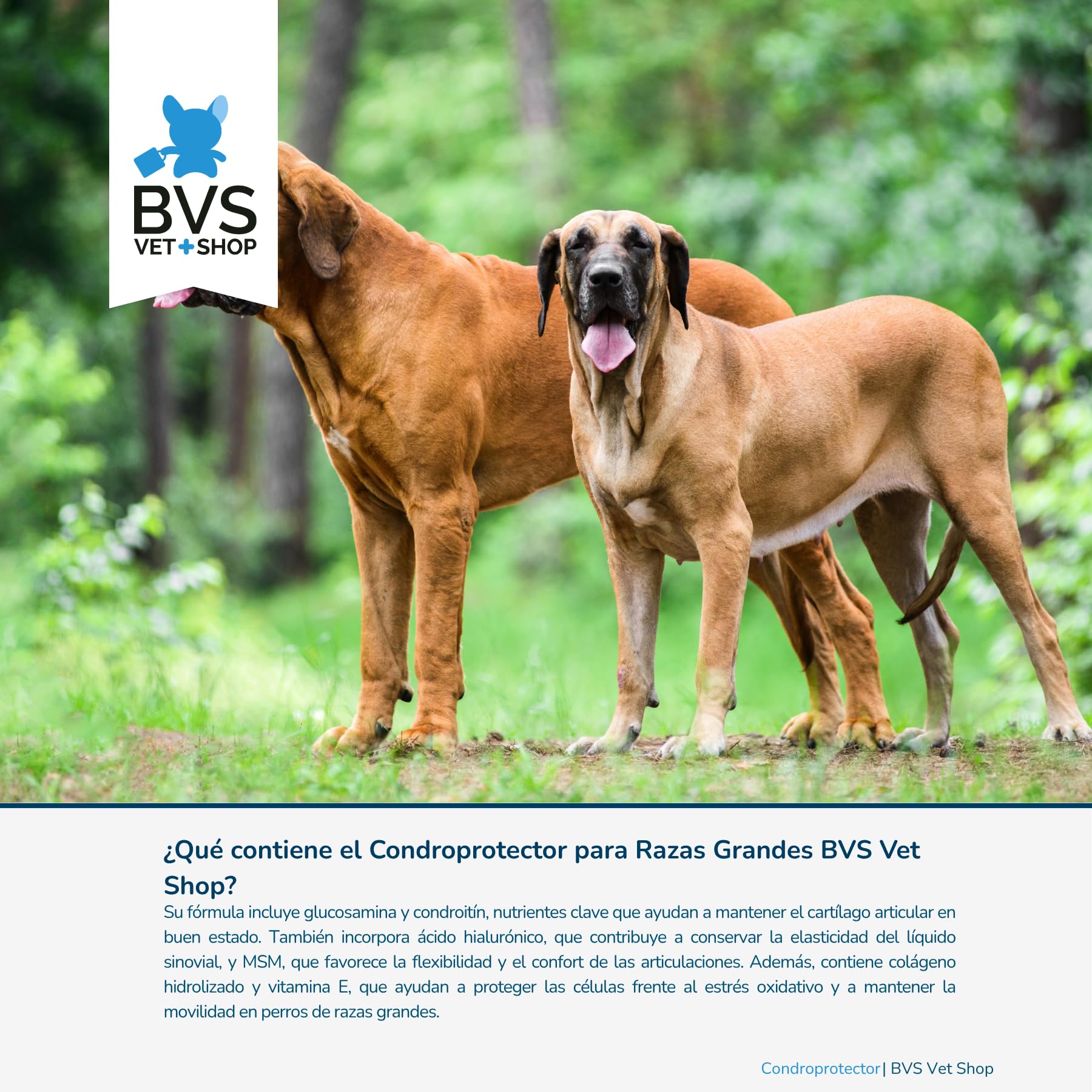 Condroprotector Razas Grandes MSM para Perros 150 Comprimidos