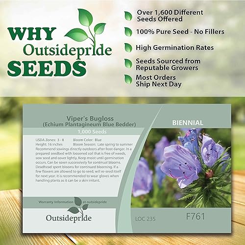 Miniatura 5 de Outsidepride Echium Blue Bedder Viper's Bugloss - Semillas de flores de jardín para abejas y mariposas - 1000 semillas