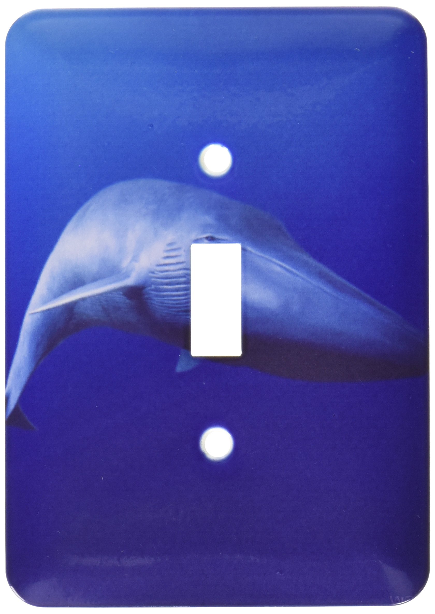 Placa de interruptor premium ballena azul Balaenoptera Músculo con acabado brillante lsp_46394_1