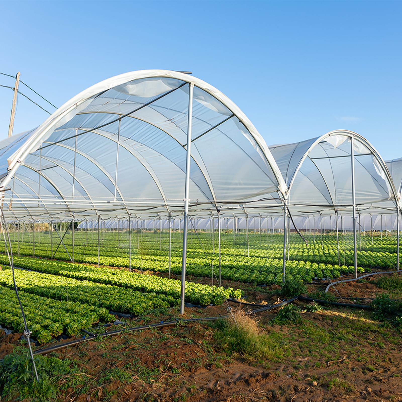 flintronic Folia z tworzywa sztucznego, przezroczysta folia szklarniowa, 2 x 3 m
