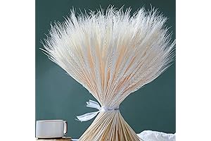 150 Natural White Wheat Stems for Home Decor and Craft