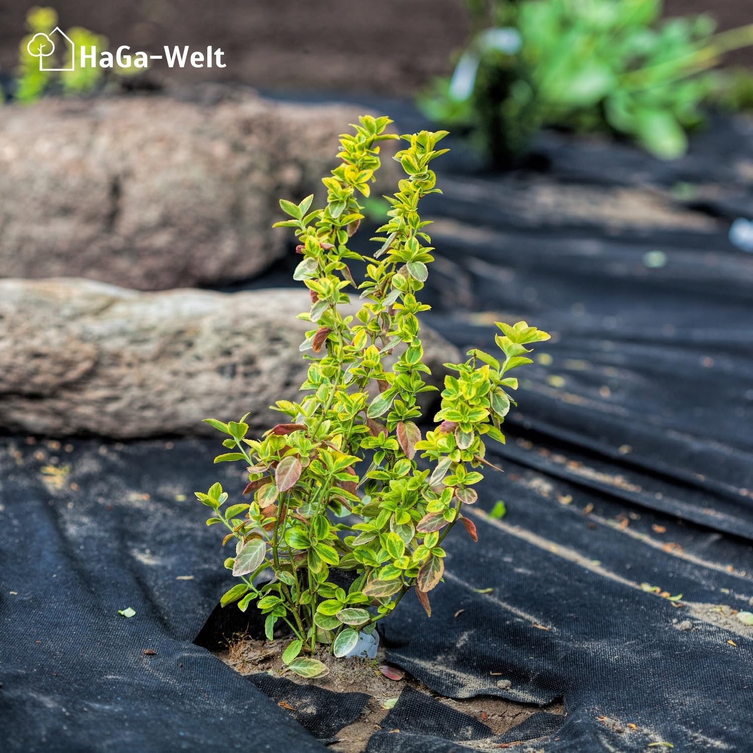 HaGa Unkrautvlies 100g/m² in 1,2m x 50m - Atmungsaktives Gartenvlies für effektiven Unkrautschutz im Garten mit hoher Reißfestigkeit