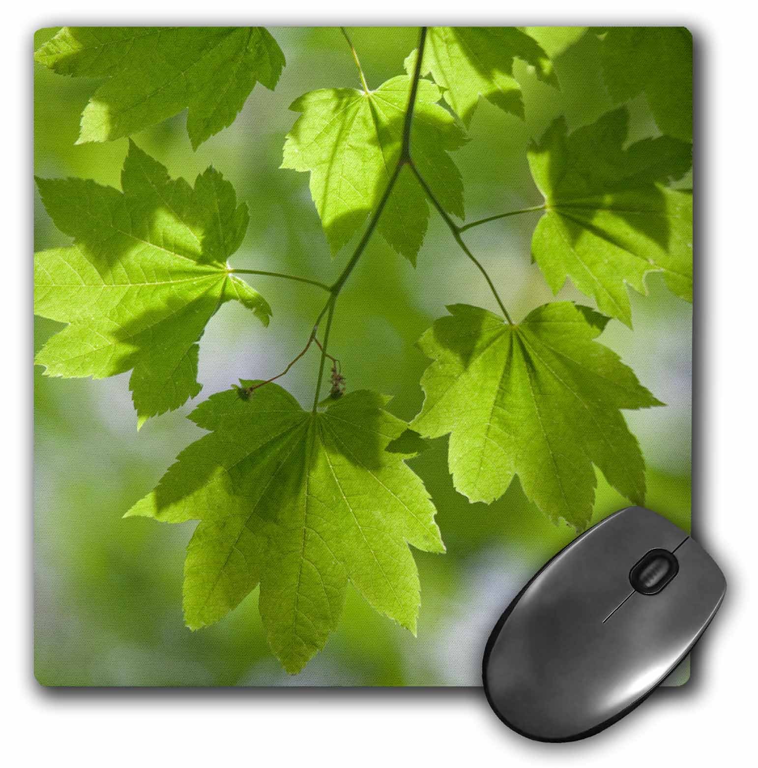 3dRoseUSA, Oregon, Silverton Vine Maple Leaves In Silver Falls State Park - Mouse Pad