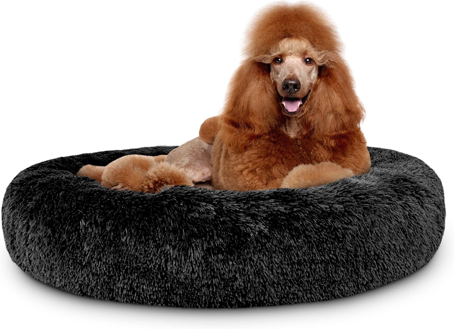 dog beds under $20