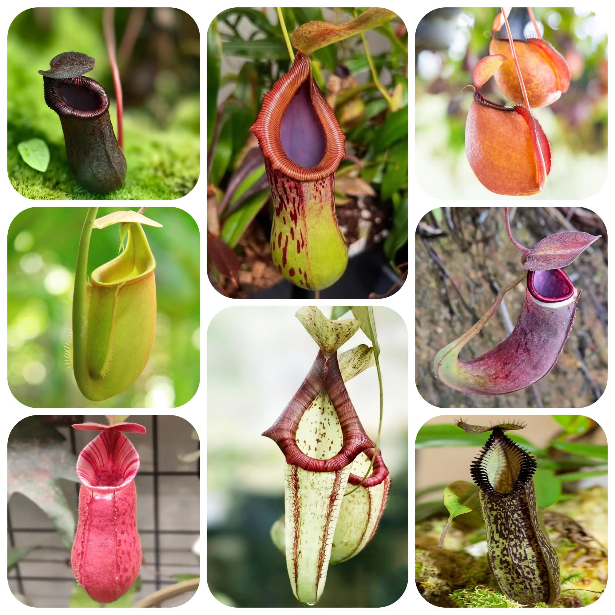 carnívora Nepenthes Decoraciones de jardín raras exteriores Carnívoro colgantes, decorativas balcones. de oficina hoja perenne jardín perennes 200semillas