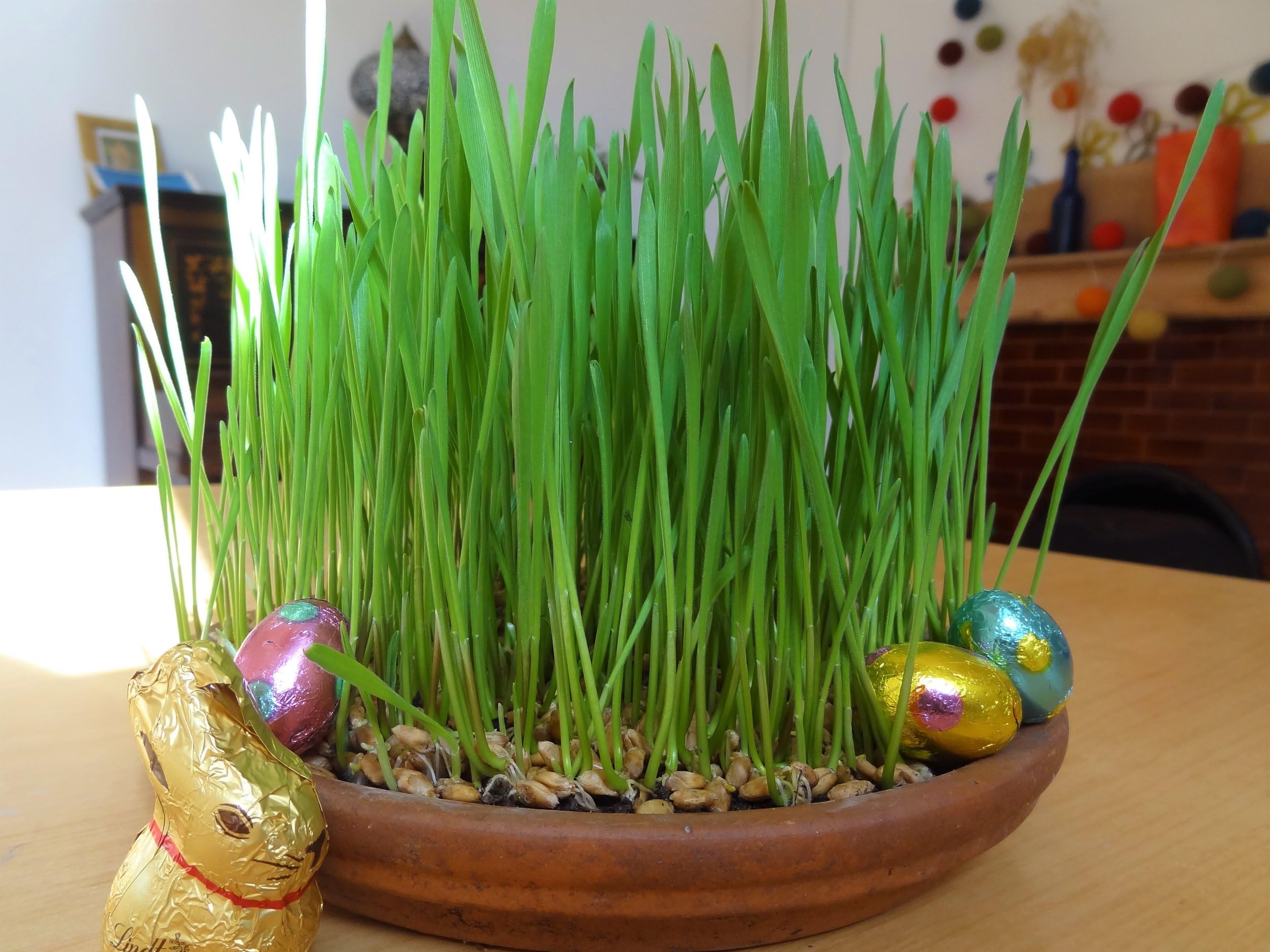 Wheat grass seeds organic for planting, High germiantion (500 seeds) (B0CM9R1BFK) Amazon Price History, Amazon Price Tracker
