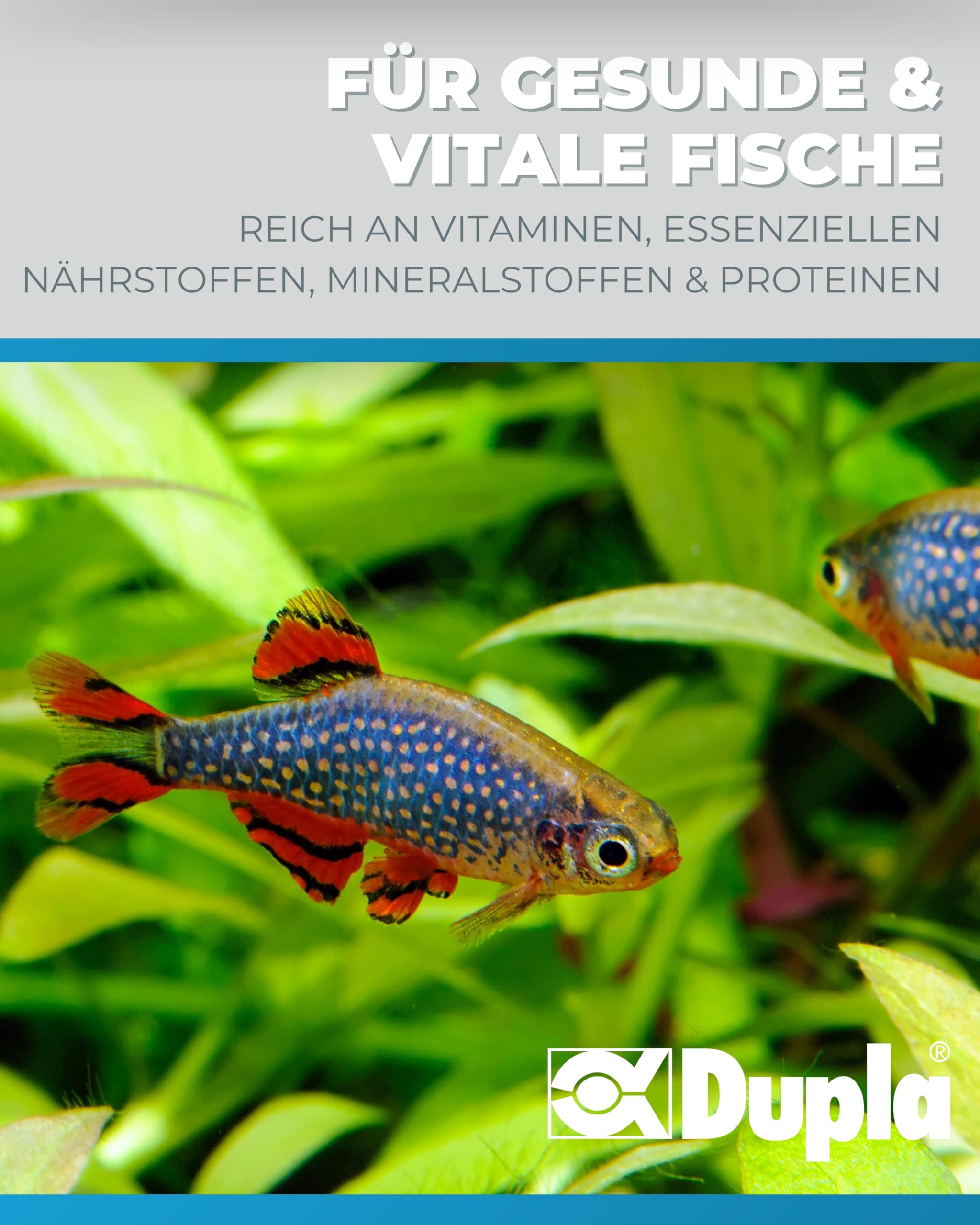 Dupla DuplaRin Granulat Colour S I 500 g I farbverstärkendes Granulatfutter für kleine Süß- und Meerwasserfische I Zierfischfutter für Intensive Farben & gutes Wachstum I nährstoffreiches Fischfutter