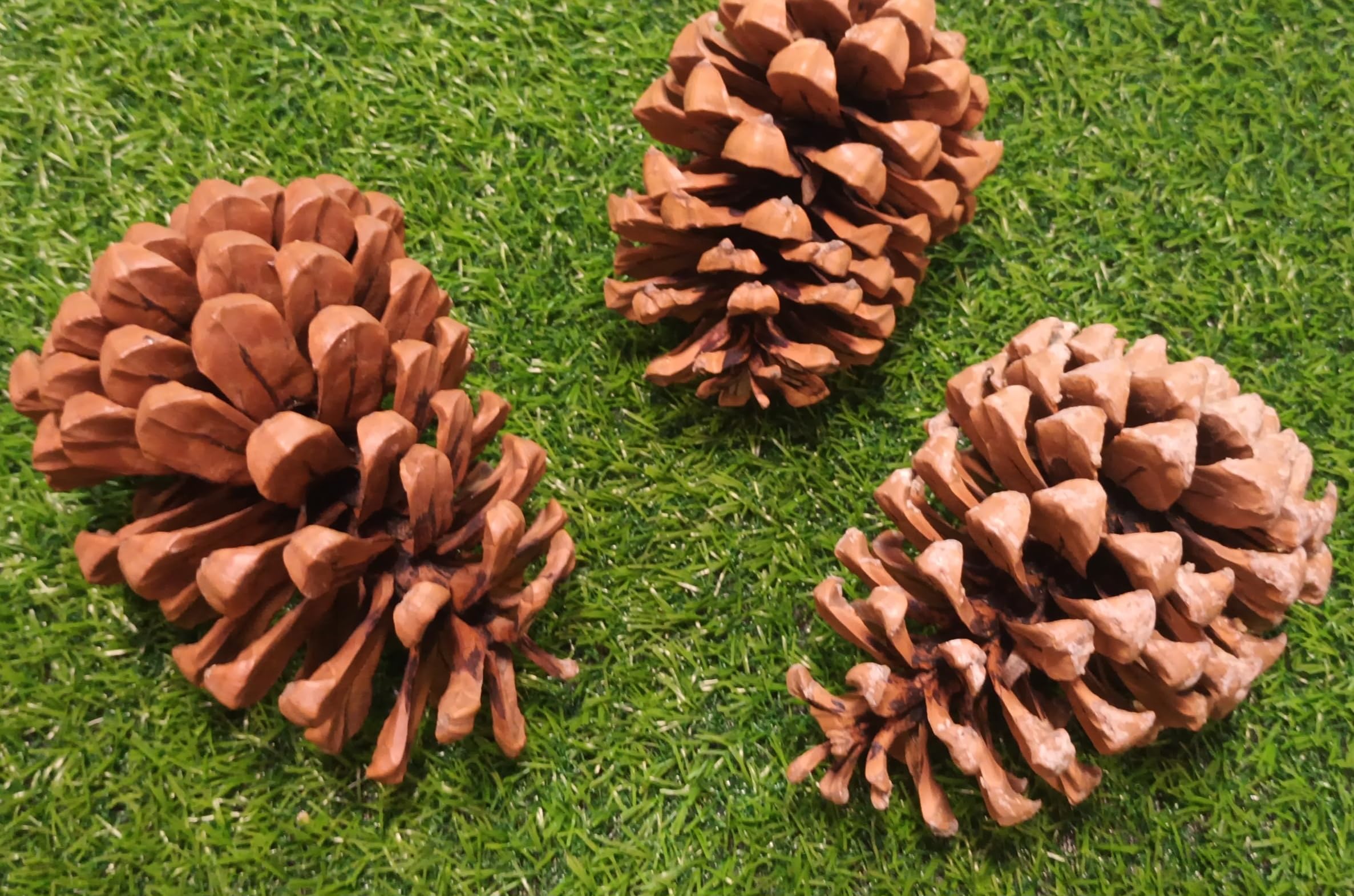 Close2Nature!! Natural Pine Cone Sculpture for Home Decorations,Ornaments,Vase Fillers, DIY Arts &Crafts, Dried Flower-Thanksgiving Pinecones X-mas, Gifting, Christmas, Wedding Decor, 8-10cm, 3 Pieces-image-27