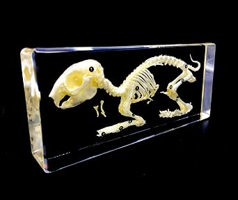 Real Rabbit Skeleton Specimen in Acrylic Block Paperweights Science Classroom Specimens for Science Education