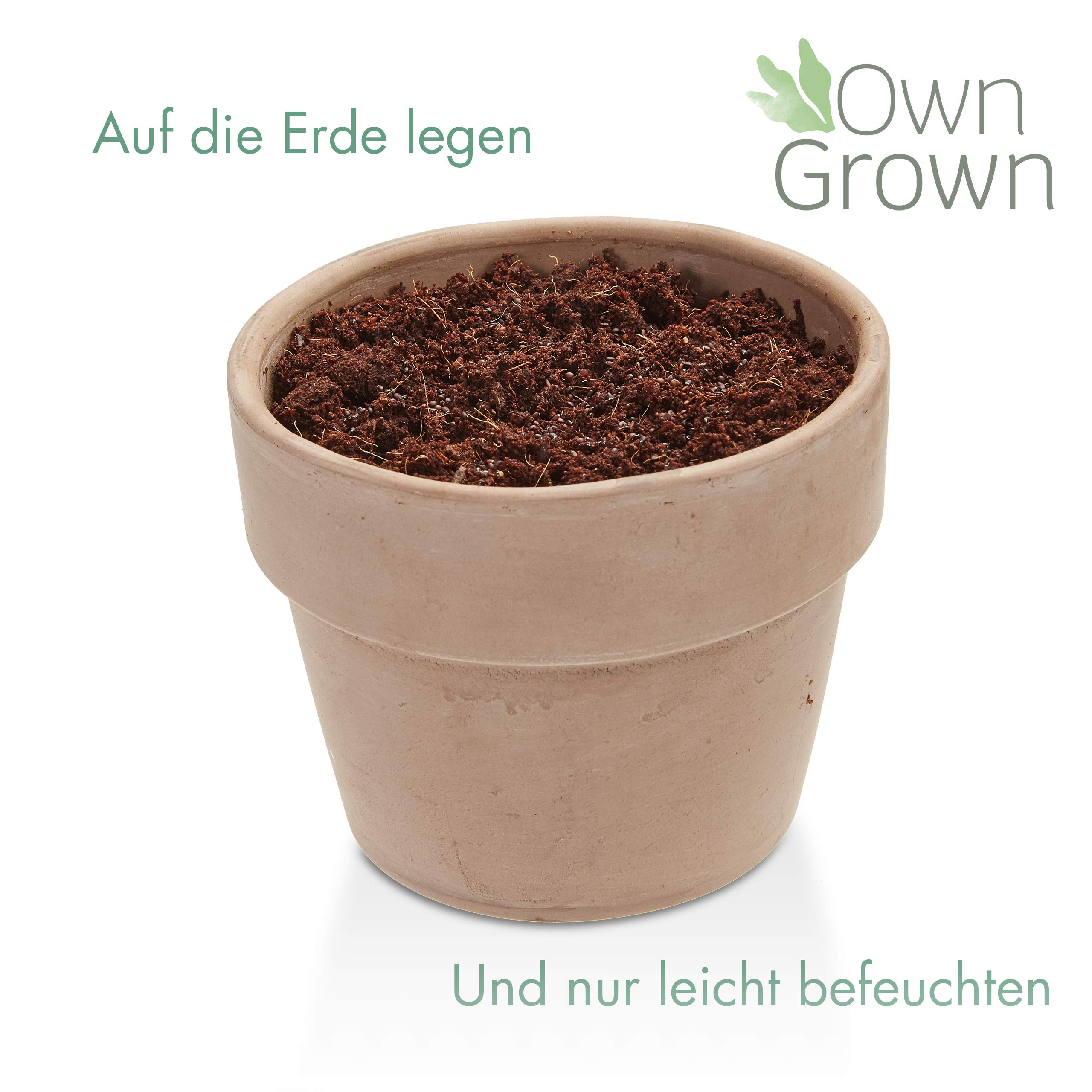 OwnGrown Katzenminze Samen: Premium Katzenminze Saatgut zur Anzucht von ca 1000 Katzenminze Pflanzen – Nepeta Cataria Samen Katzenminze für Topf und Garten – Catnip Pflanze Saat – Katzen Zubehör