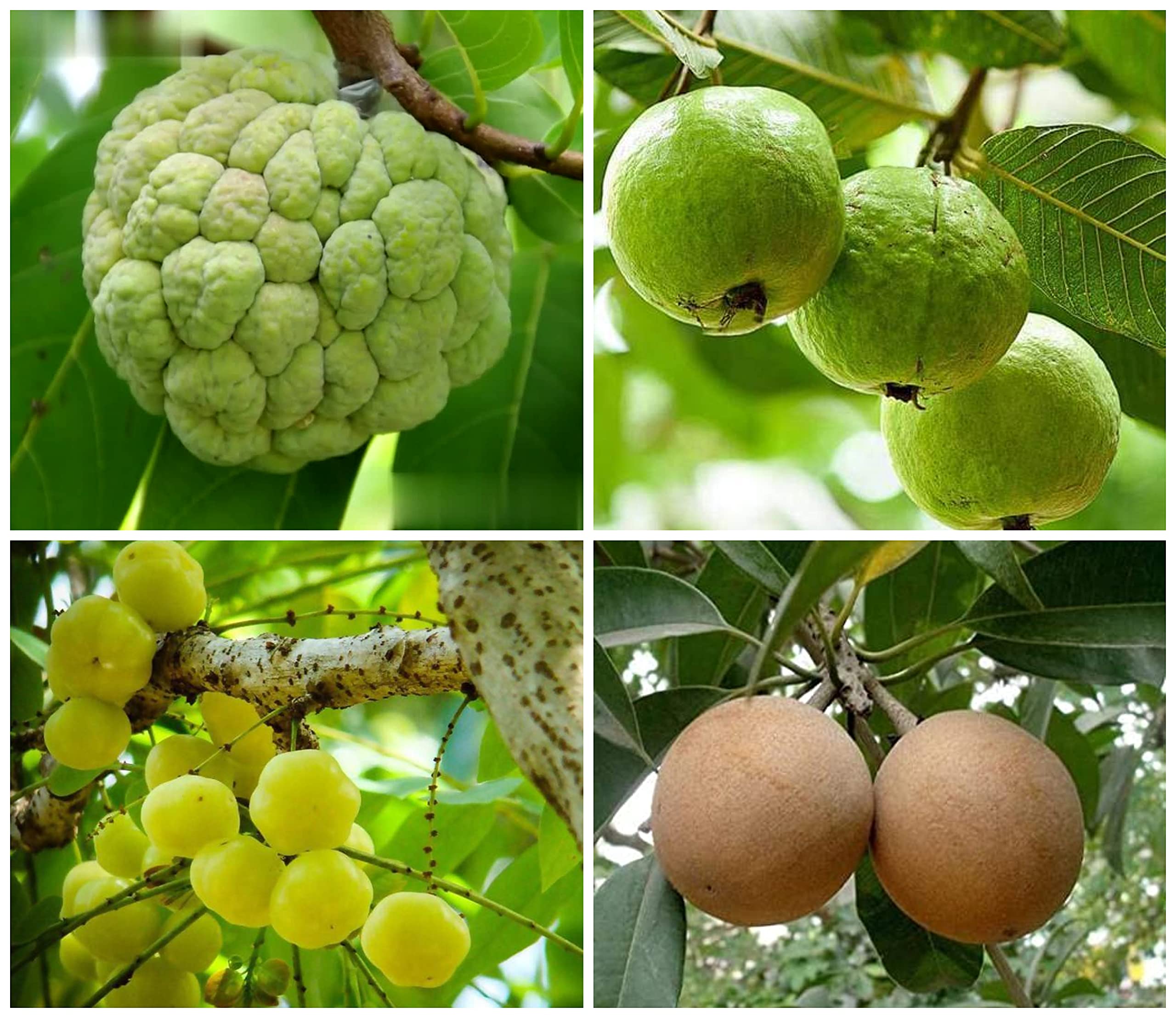 Royal Paradise Garden Rare sapota,Guava,Star Gooseberry,Seethaphal Combo 4 plant (B09DW46JQ7) Amazon Price History, Amazon Price Tracker